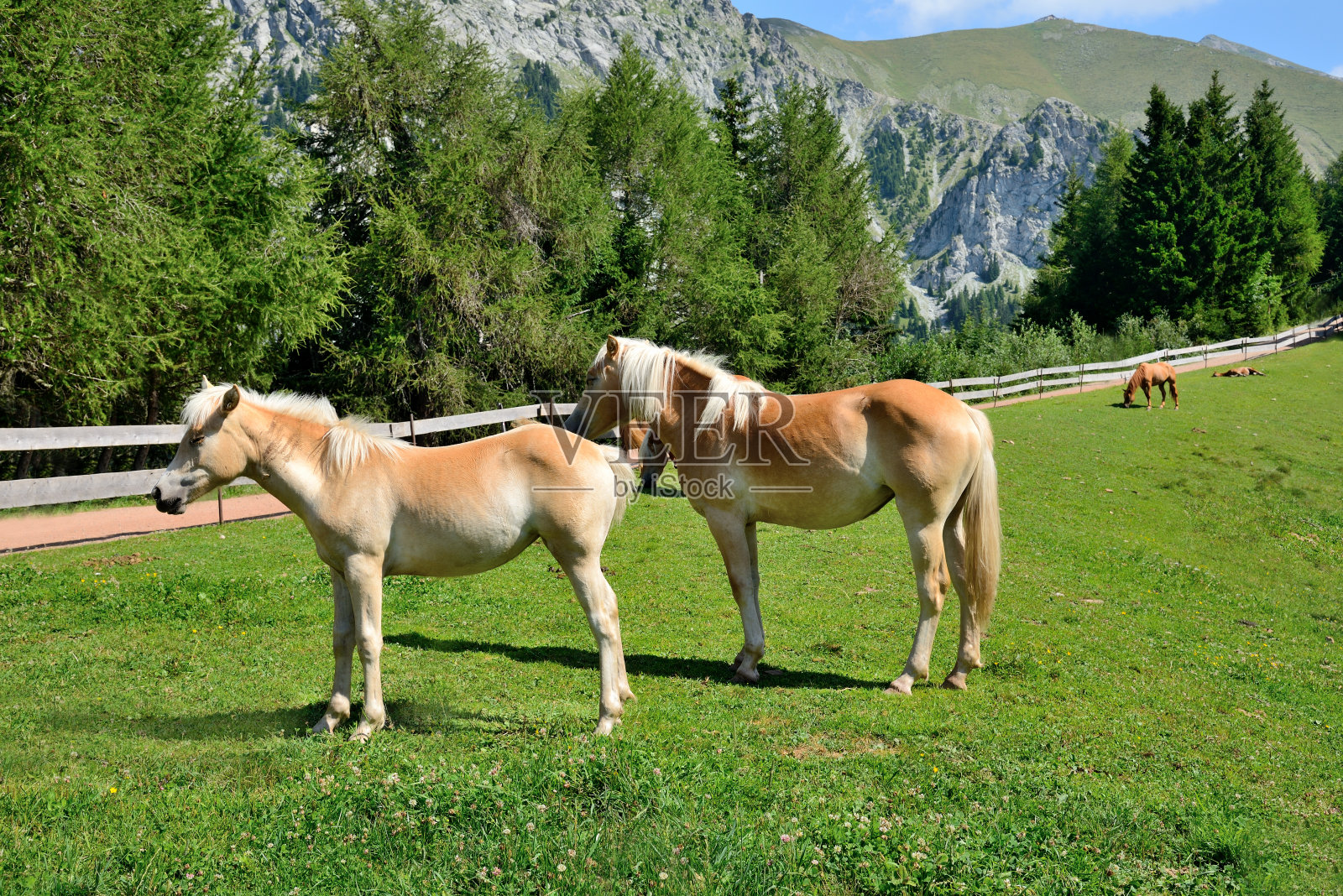 Haflinger马照片摄影图片