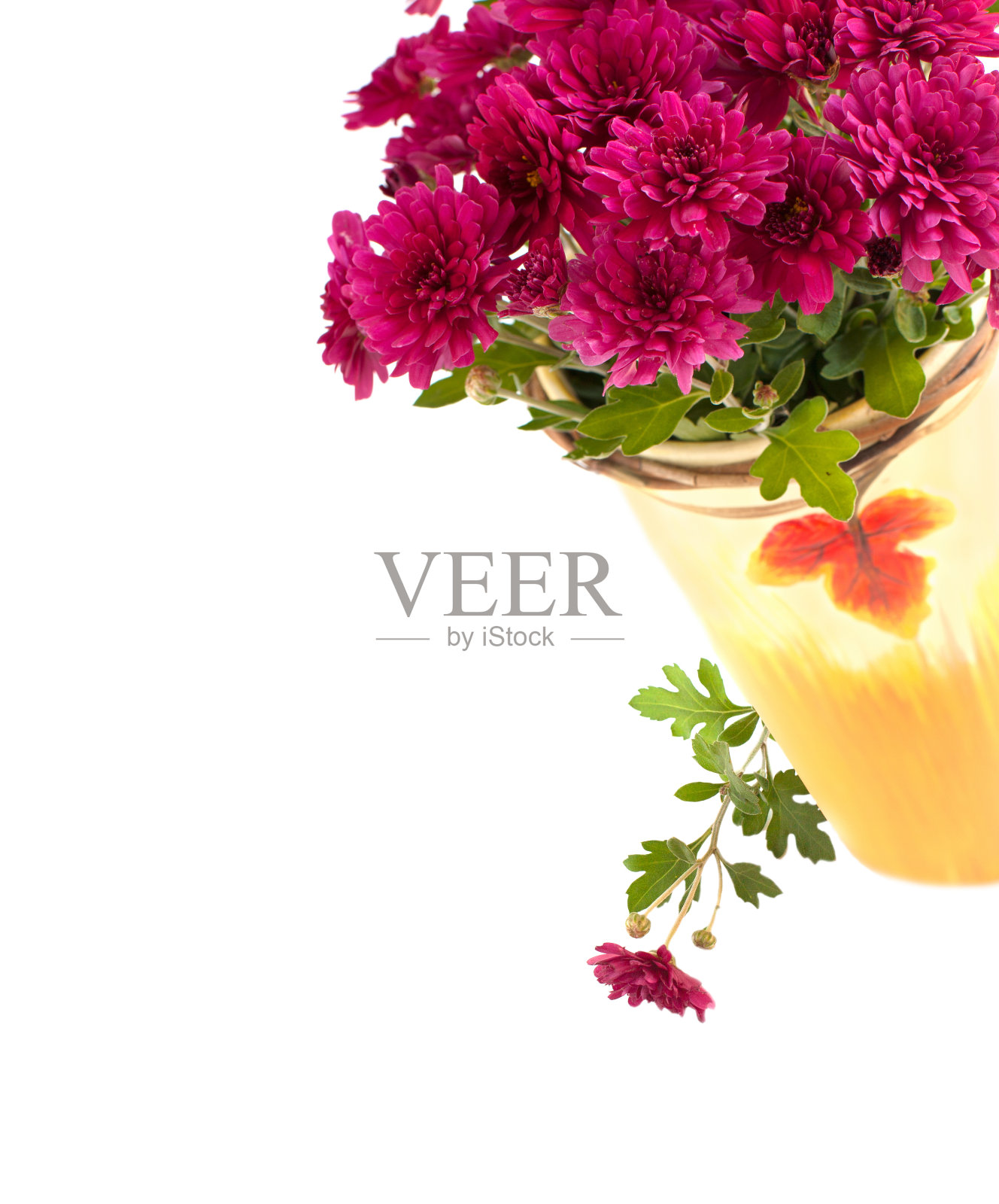 紫菀花孤立在白色背景上照片摄影图片