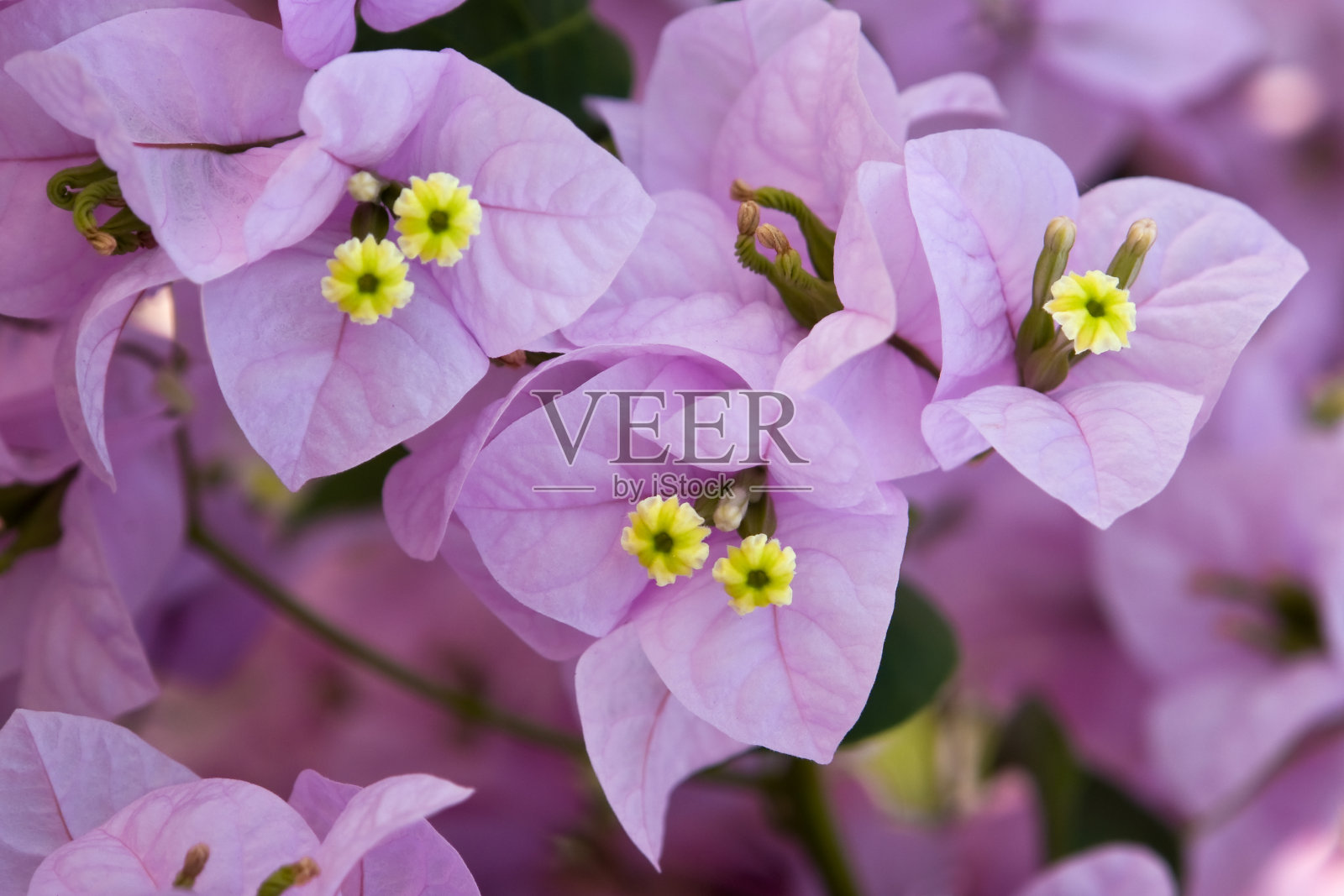 完美的自然照片摄影图片