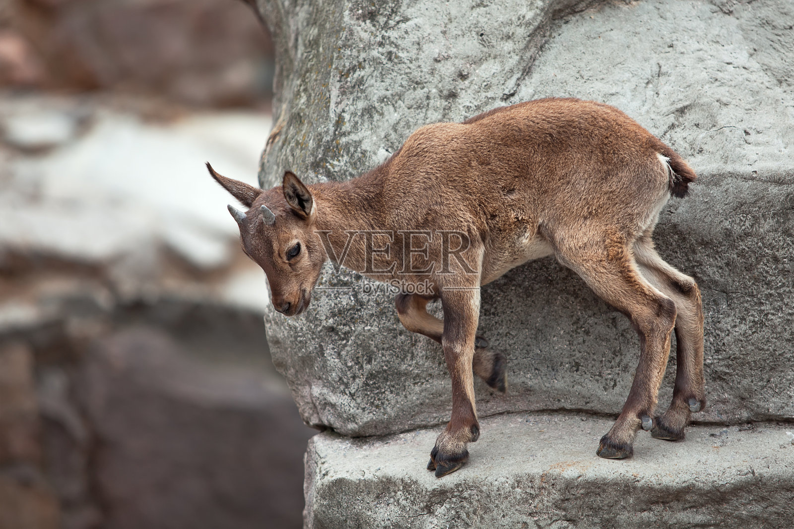 羊肉照片摄影图片