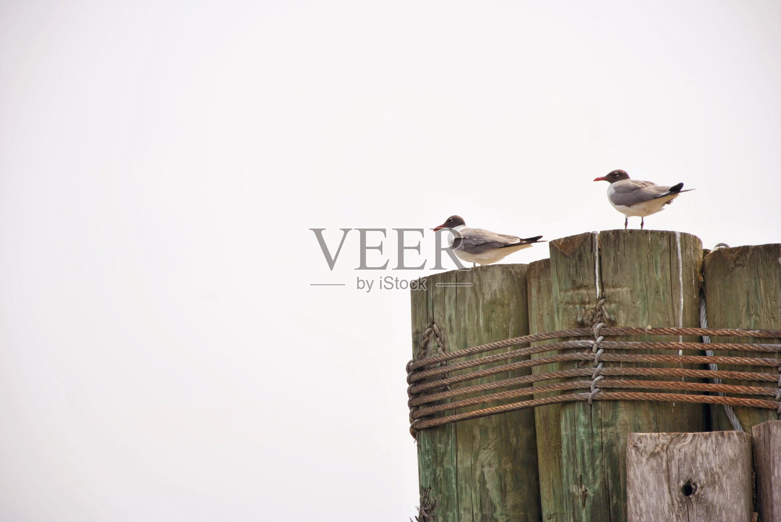 海鸥照片摄影图片