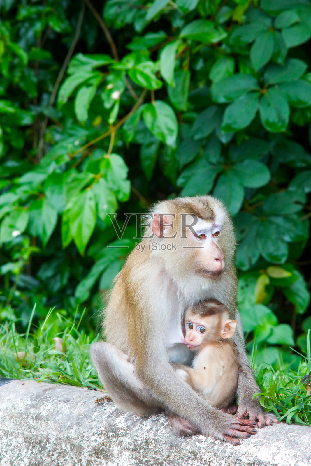 猴子的家庭照片摄影图片