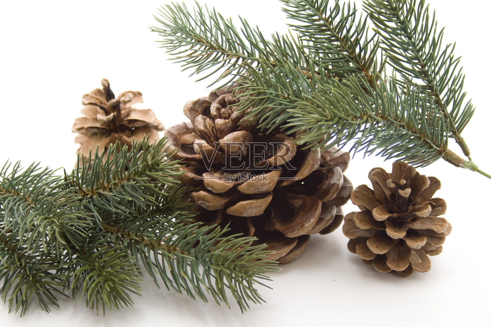 松果和冷杉枝照片摄影图片
