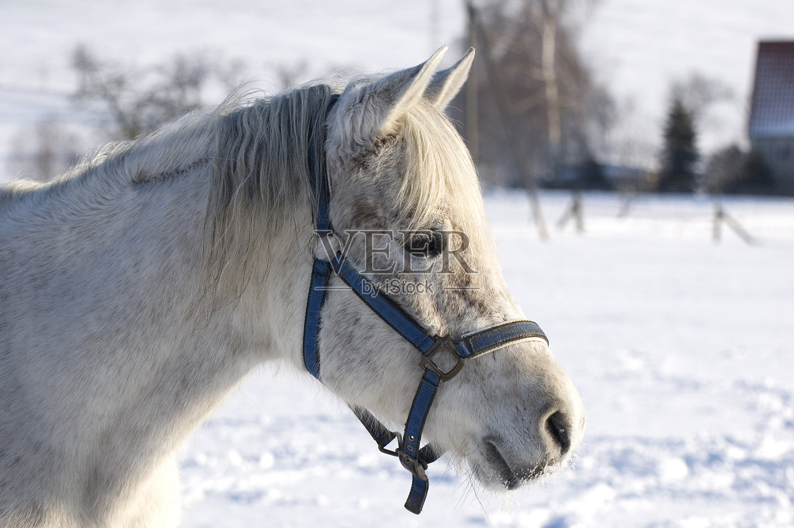 阿拉伯普费尔德照片摄影图片