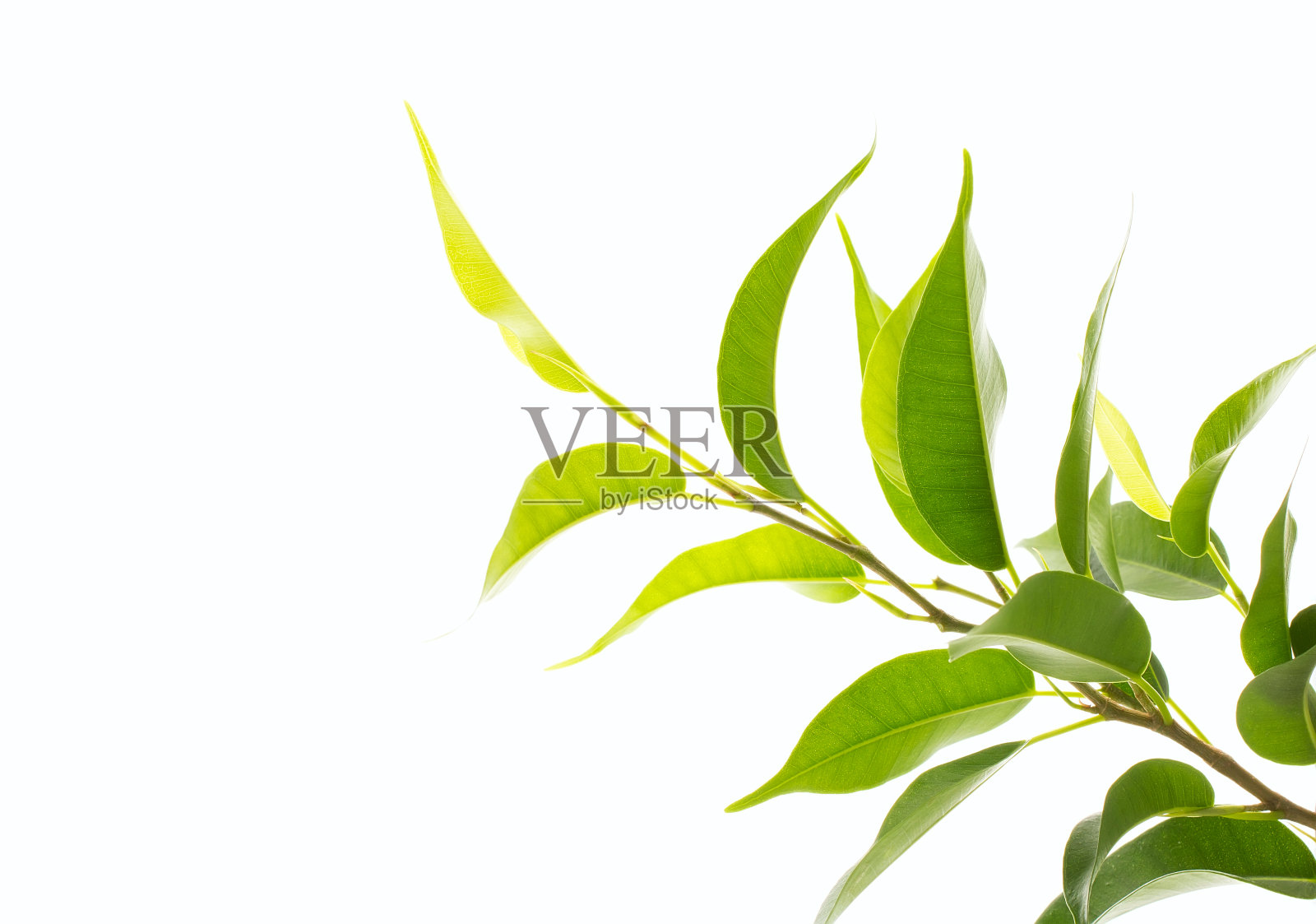 绿色的树叶。照片摄影图片