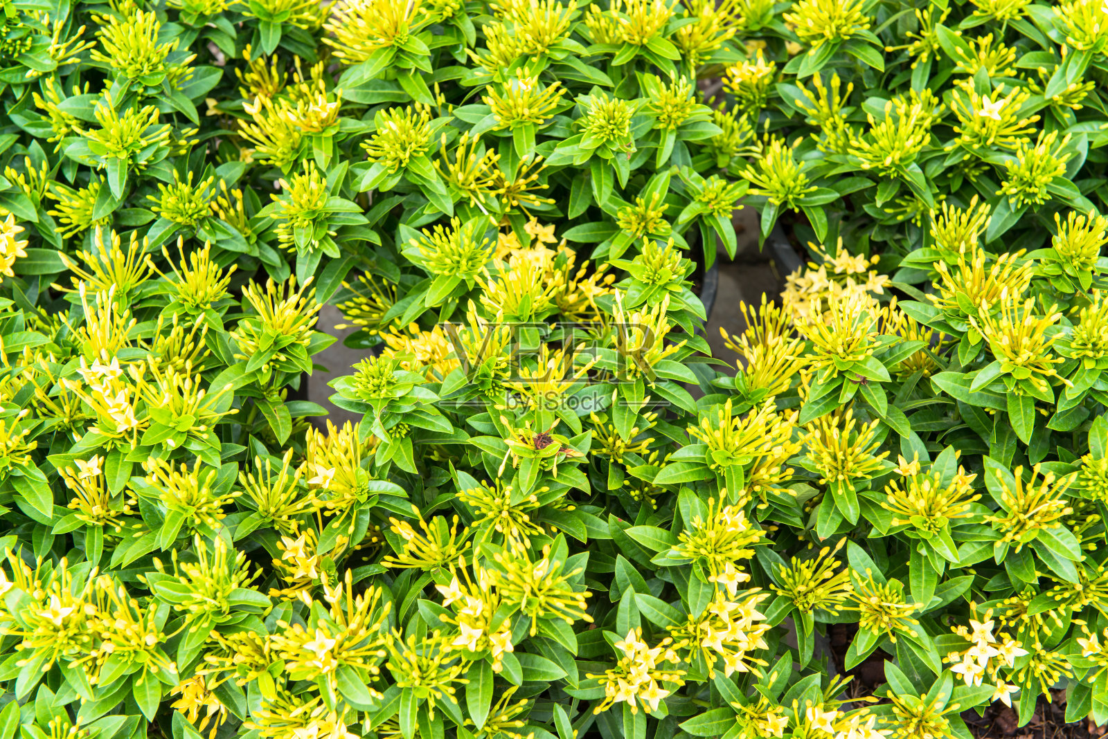 小花照片摄影图片