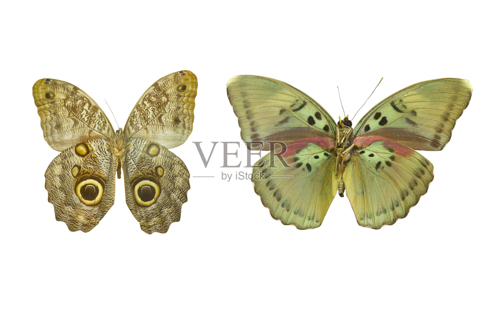 在白色的蝴蝶照片摄影图片