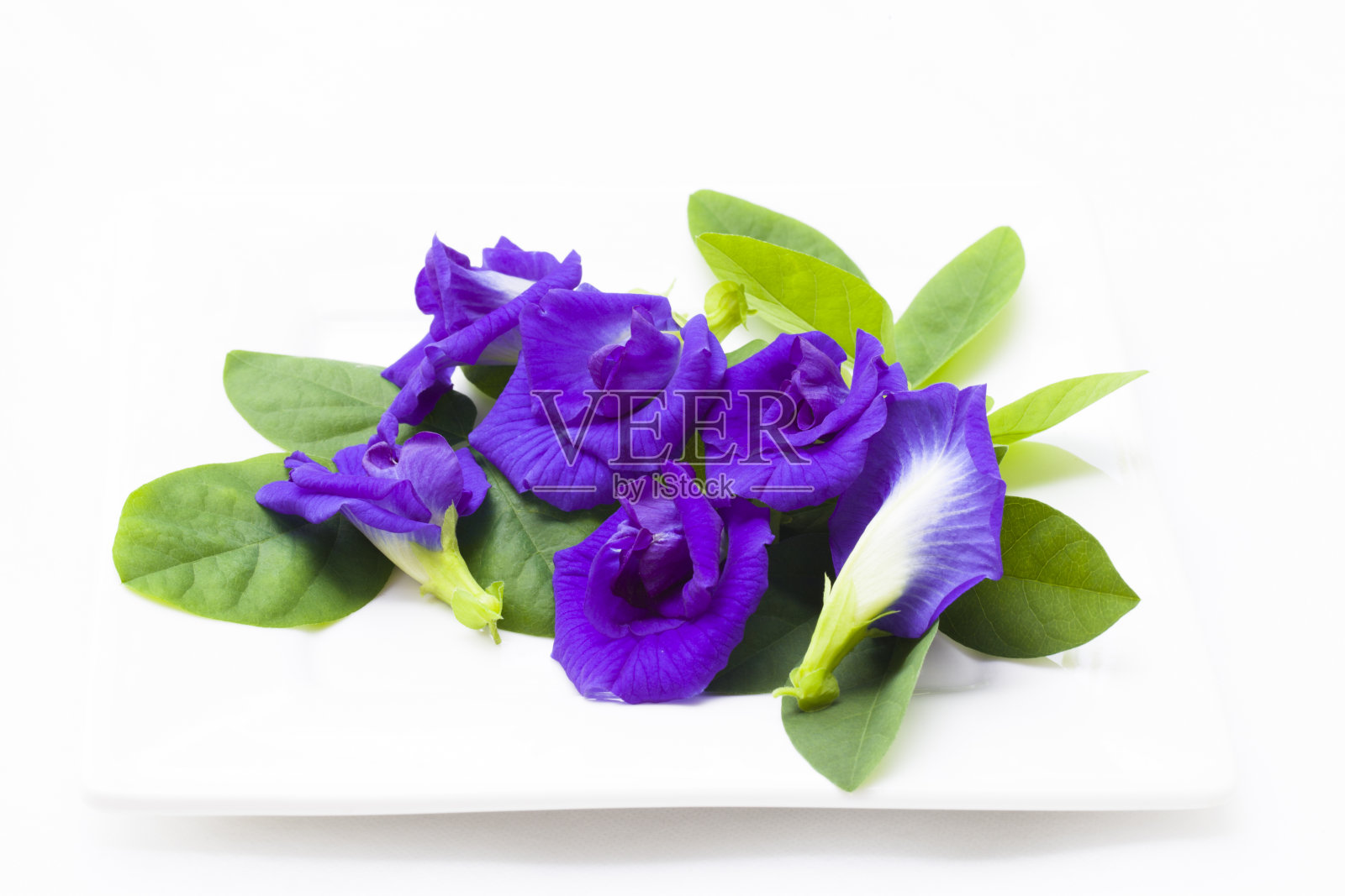 蓝蝴蝶豌豆照片摄影图片