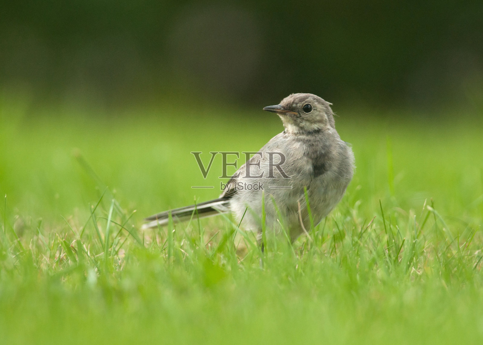 少年白鹡鸰照片摄影图片