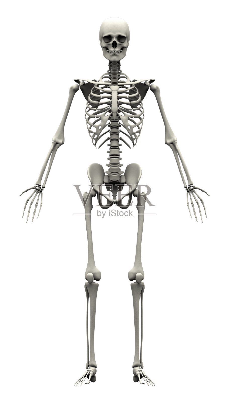 男性人类骨骼-正面视图照片摄影图片