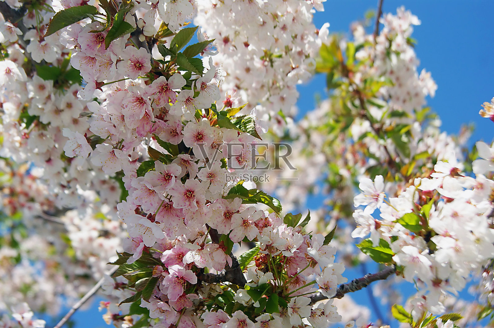 春天鲜花盛开照片摄影图片
