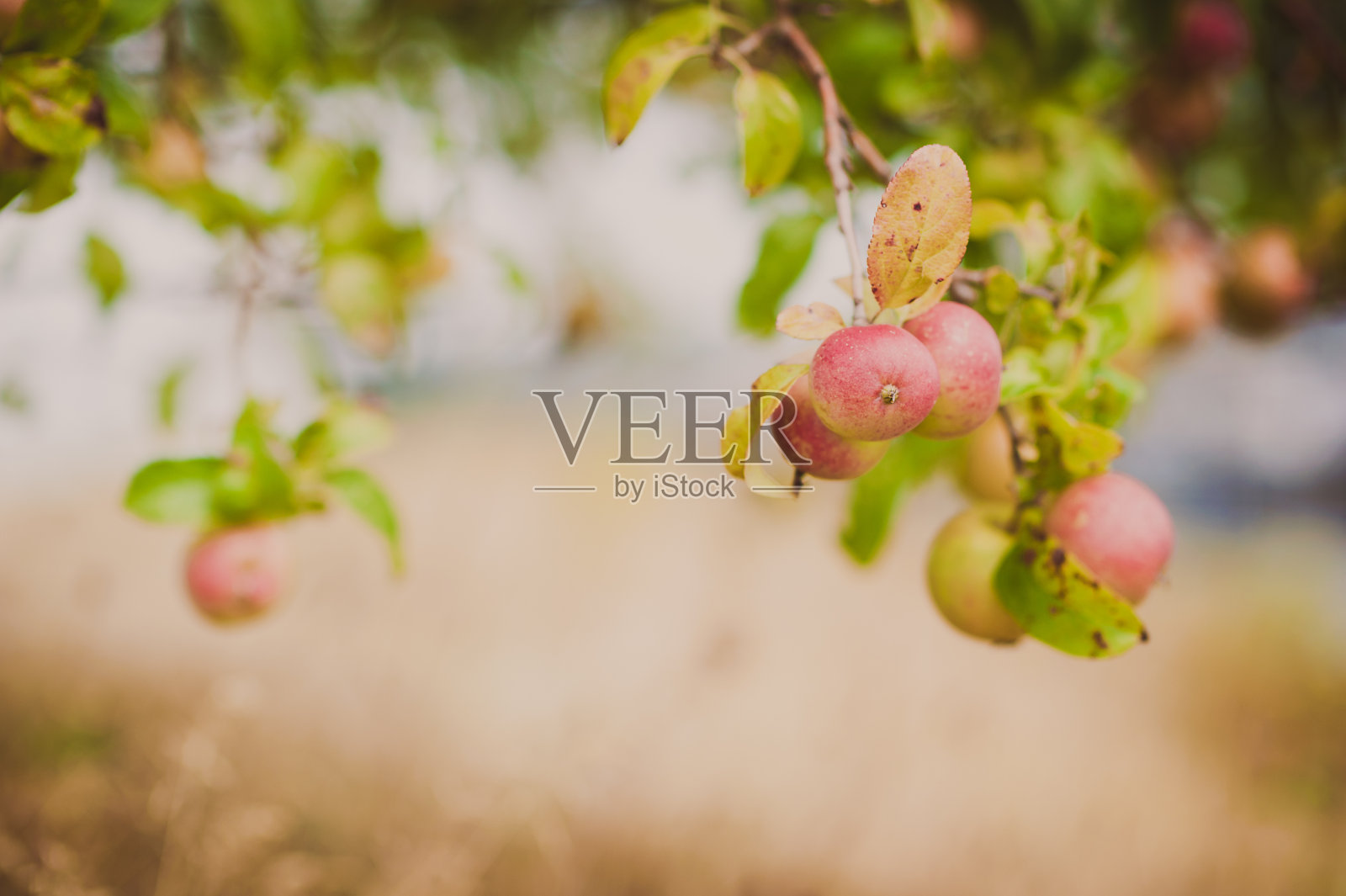 苹果树照片摄影图片