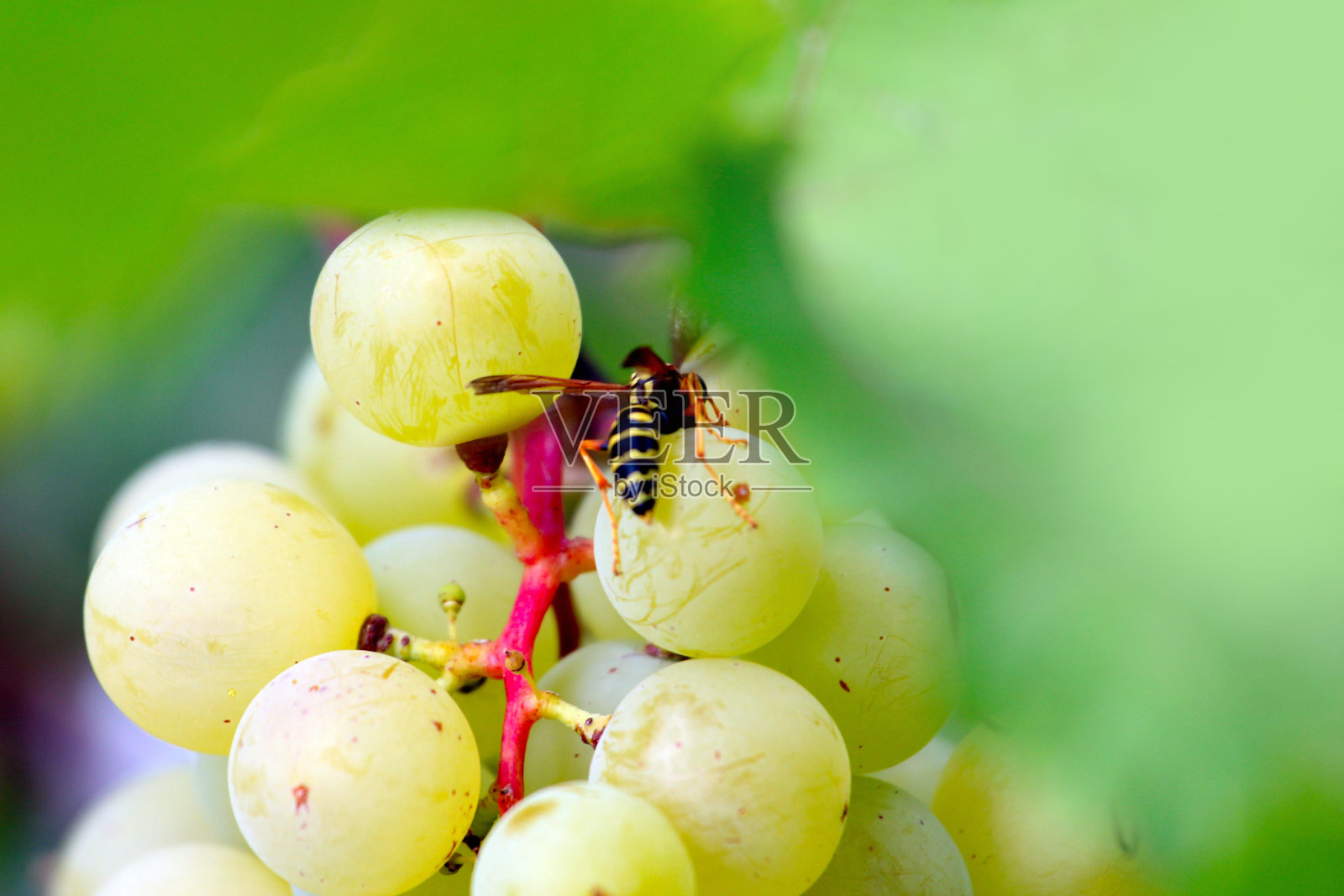 成熟的葡萄照片摄影图片