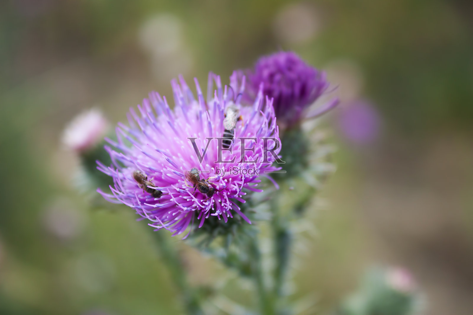 蜜蜂照片摄影图片
