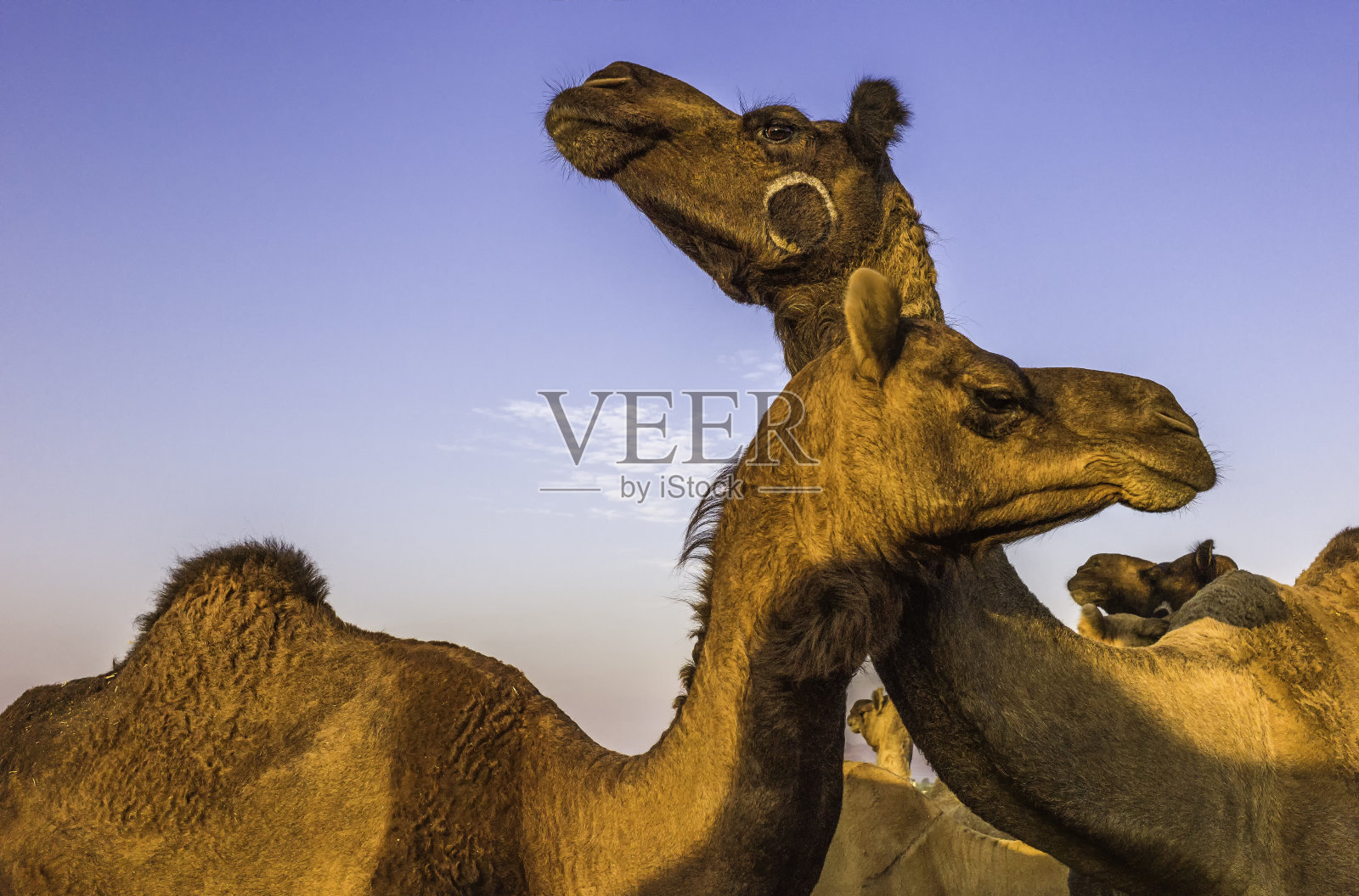 出售骆驼，印度拉贾斯坦邦普什卡骆驼集市。照片摄影图片