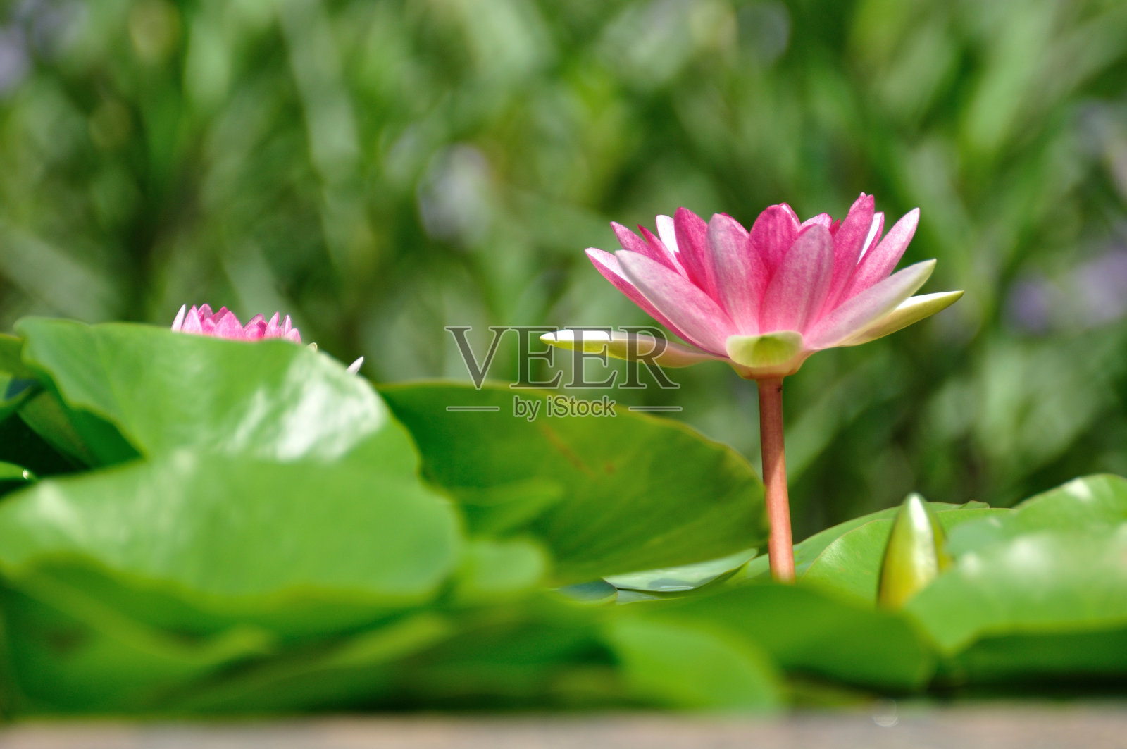 陶罐里的粉色睡莲。照片摄影图片