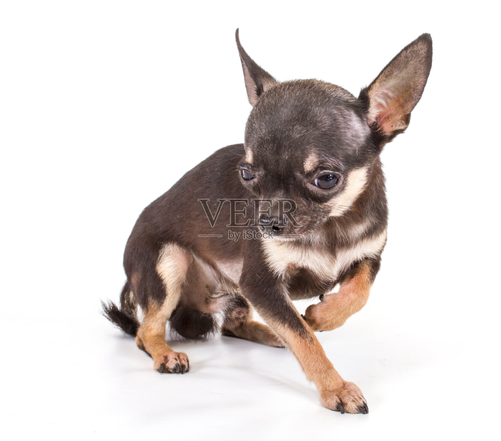 搞笑的吉娃娃小狗在白色背景上摆姿势照片摄影图片