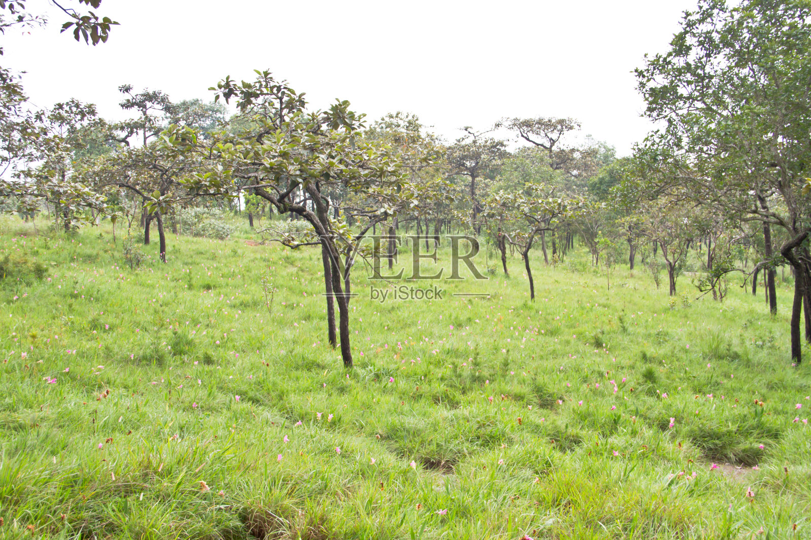 泰国巴欣衙国家公园，暹罗郁金香田照片摄影图片
