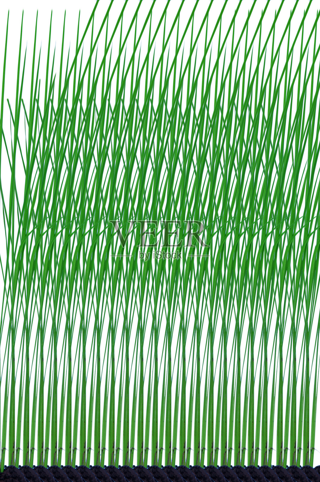 白色背景上的绿色水稻植株图案照片摄影图片