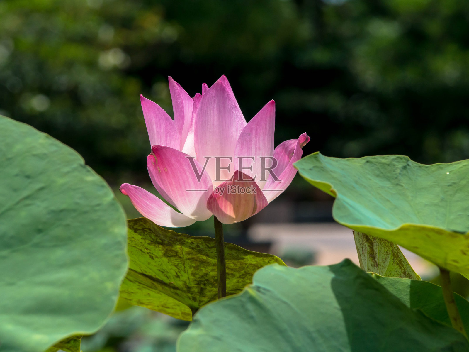 粉红色的莲花照片摄影图片