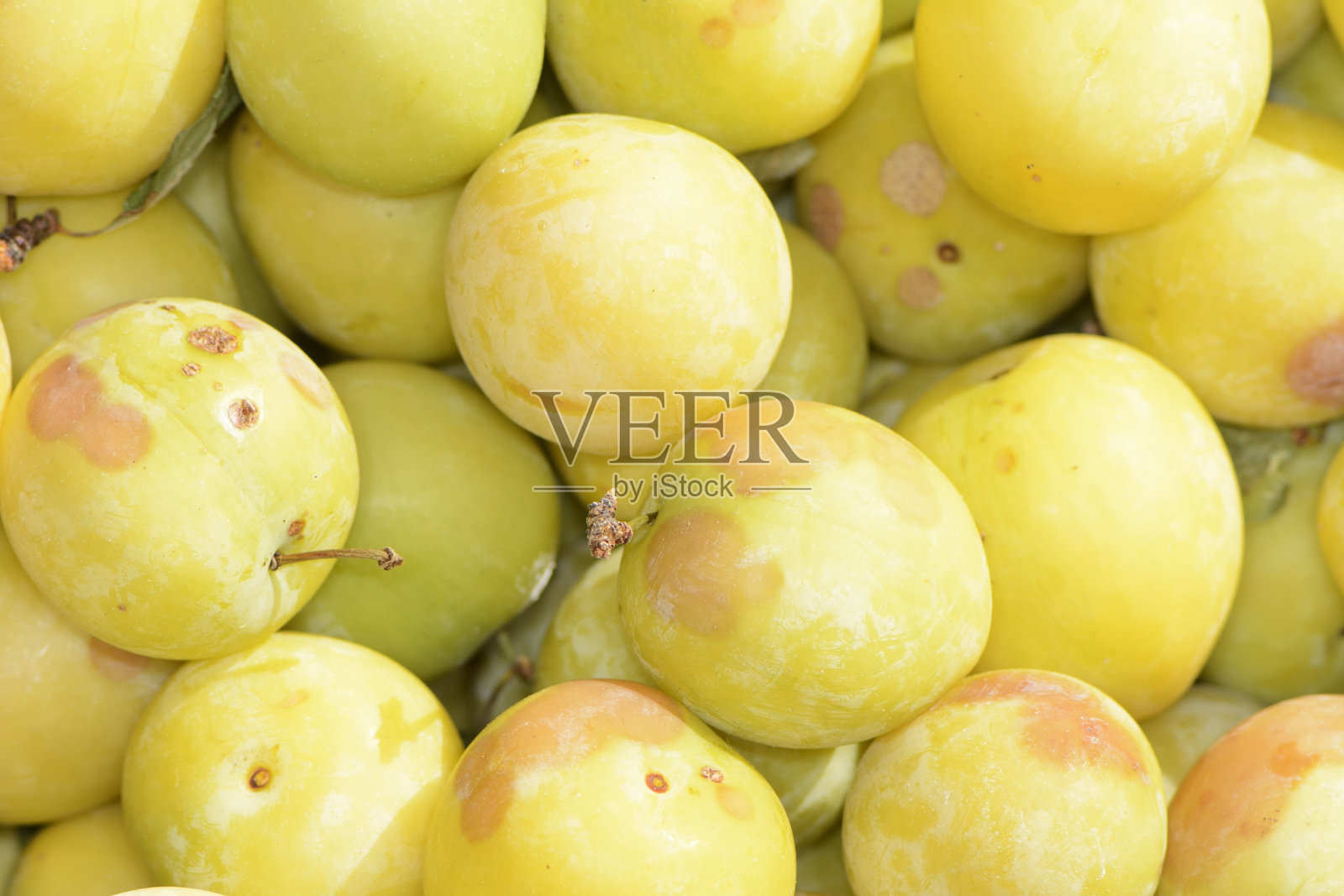 李子照片摄影图片