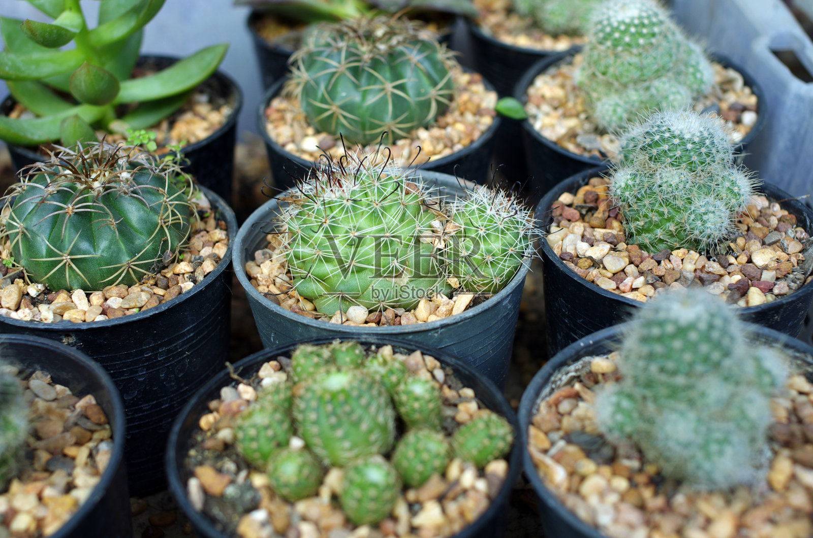 仙人掌的特写照片摄影图片