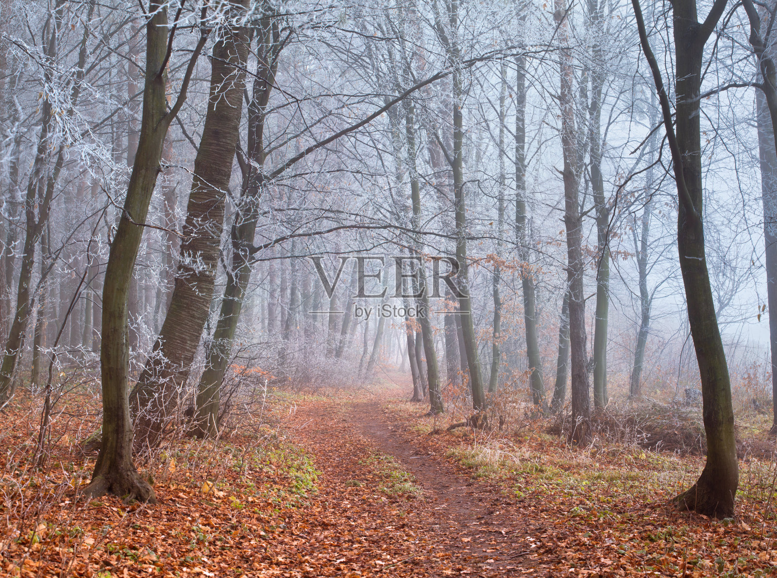 秋天森林里雾气迷蒙的小径照片摄影图片