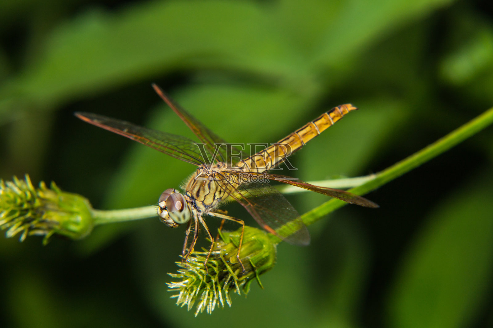 一朵花上的蜻蜓照片摄影图片