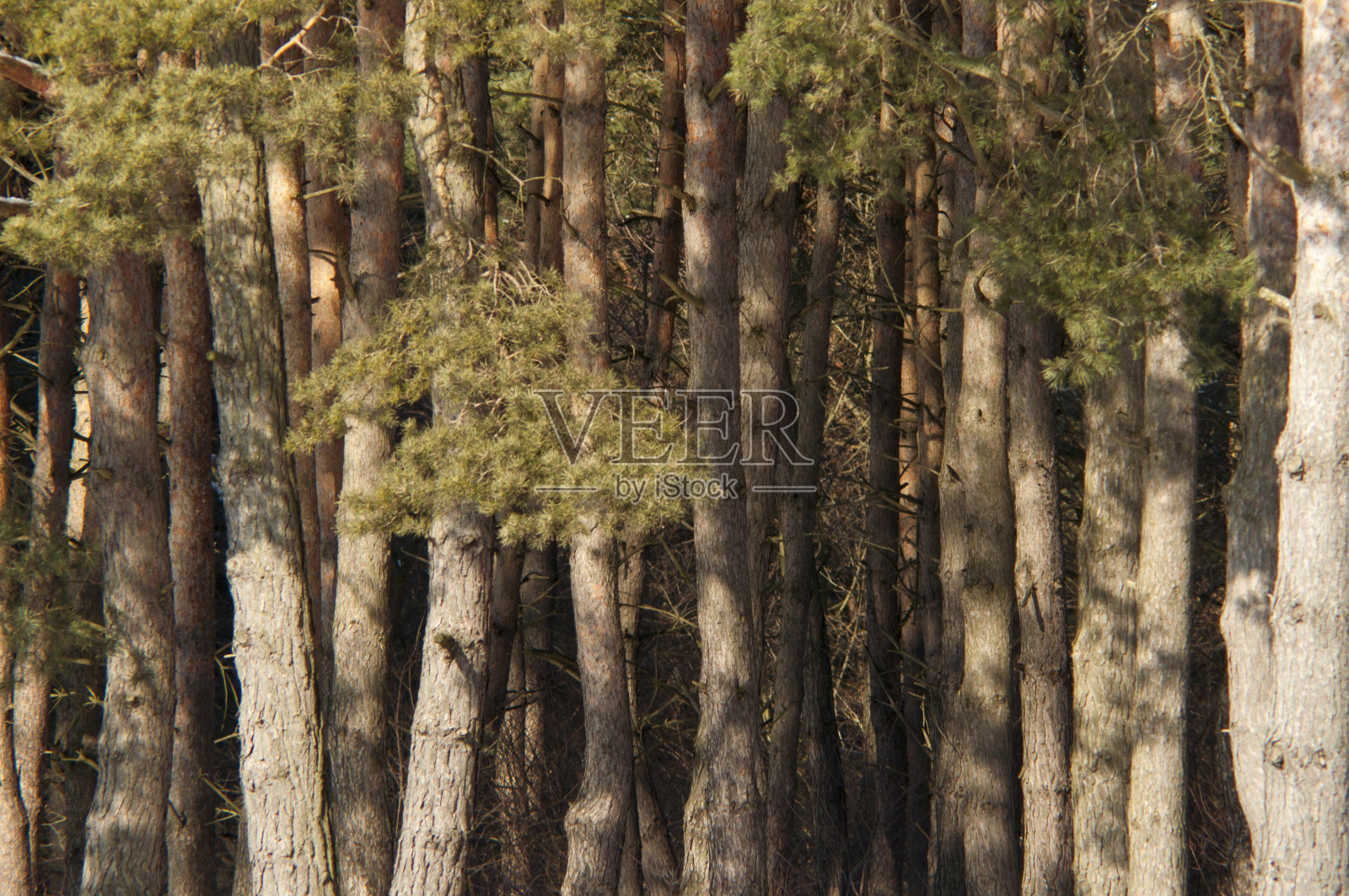 冬天的树照片摄影图片