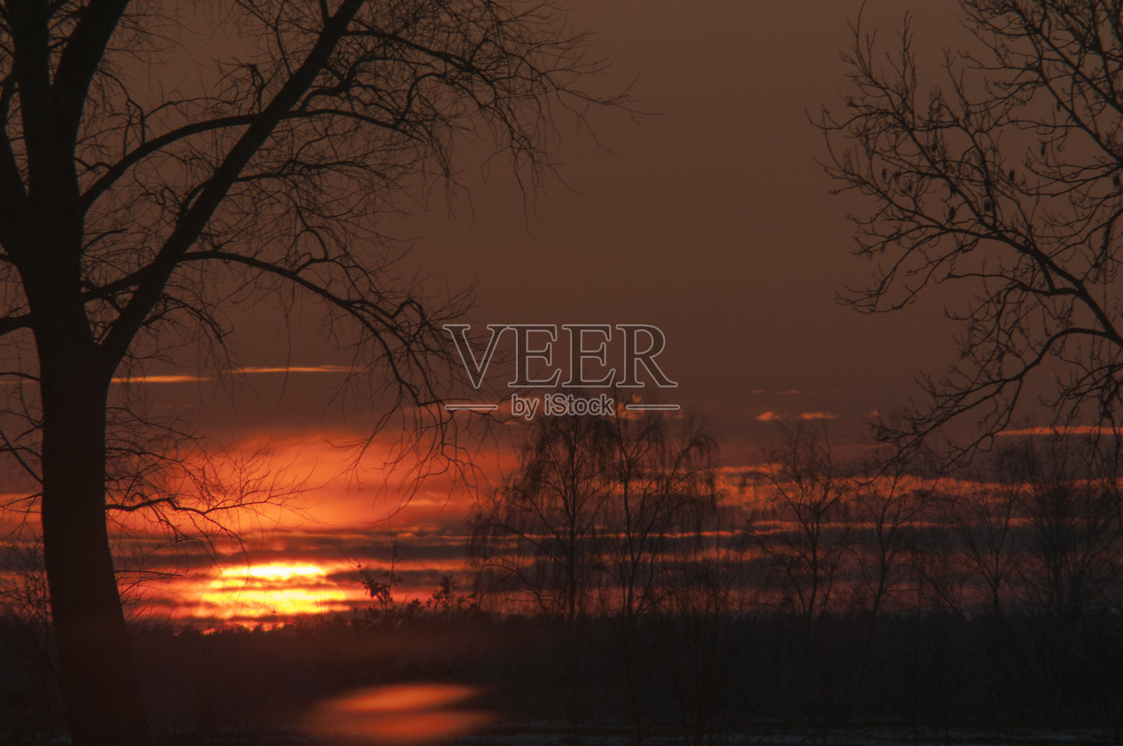 冬天的树照片摄影图片