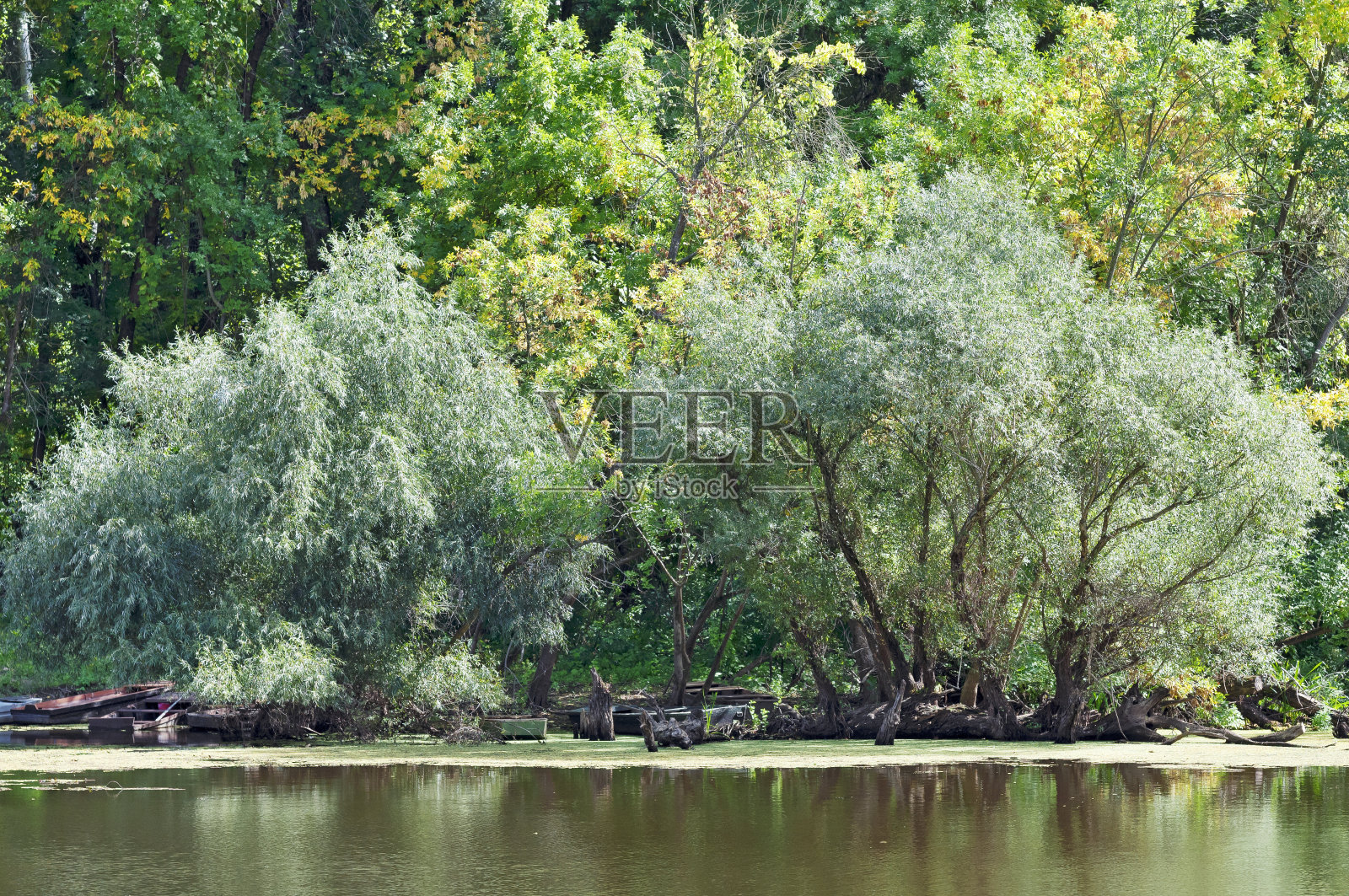 树在河边照片摄影图片