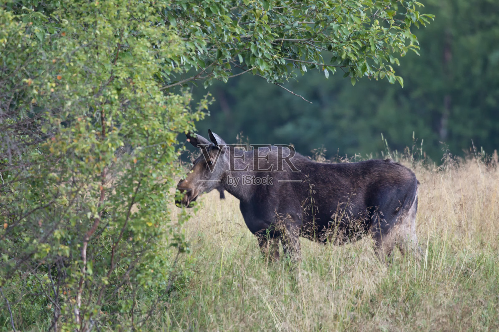 Elch，驼鹿-母照片摄影图片