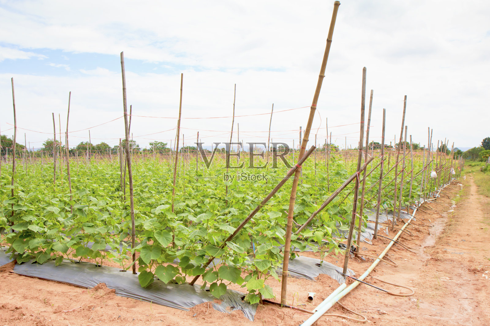 田间的蔬菜西葫芦照片摄影图片