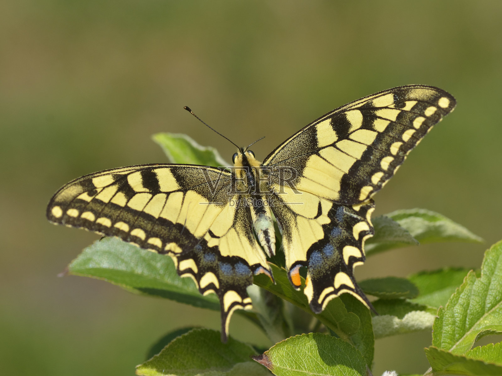 蝴蝶在自然界中照片摄影图片