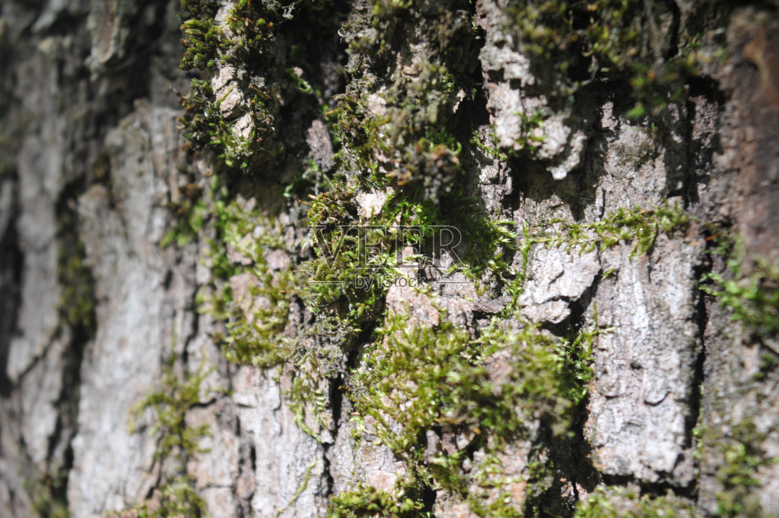树皮的树照片摄影图片
