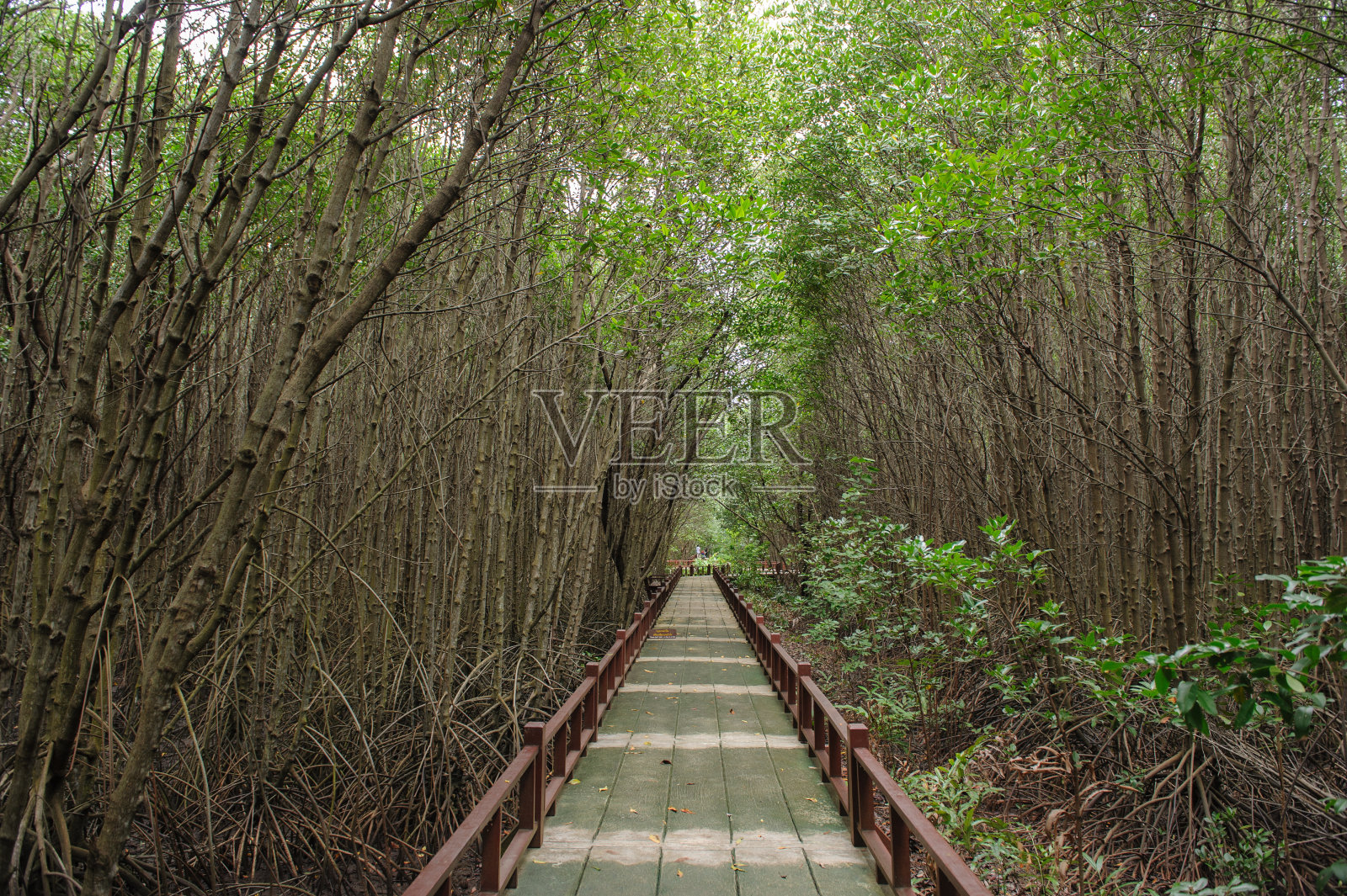红树林中的小径。照片摄影图片