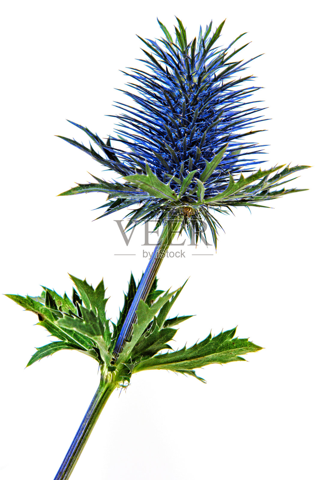 白色背景下的植物特写镜头照片摄影图片