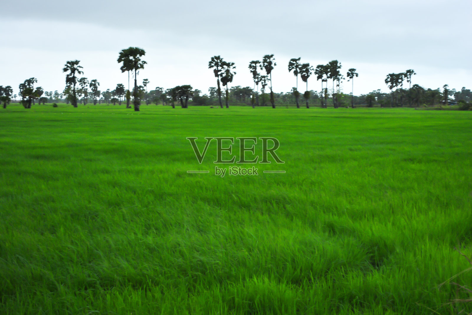 绿色的稻田和天空照片摄影图片