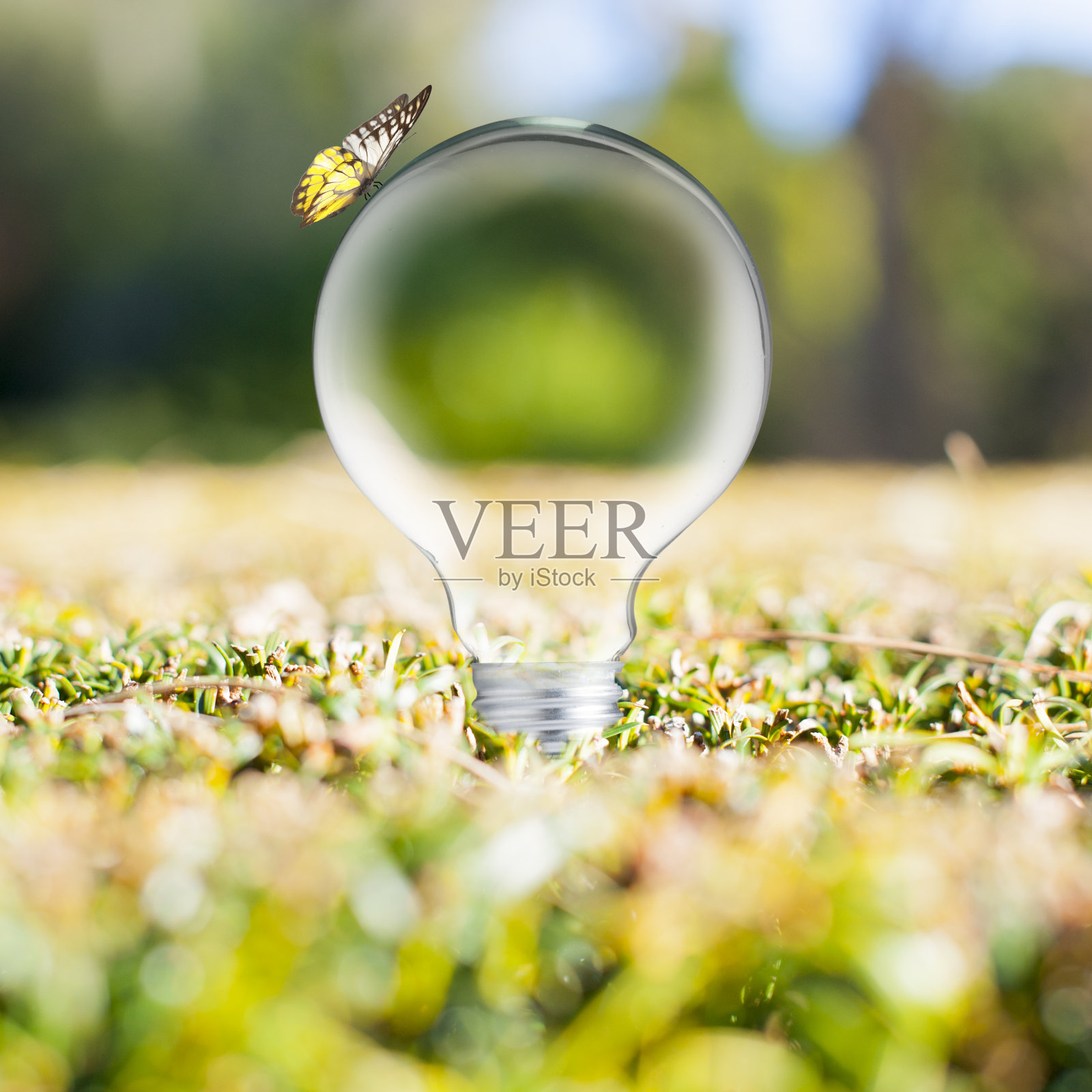 灯泡内的植物和鸟照片摄影图片