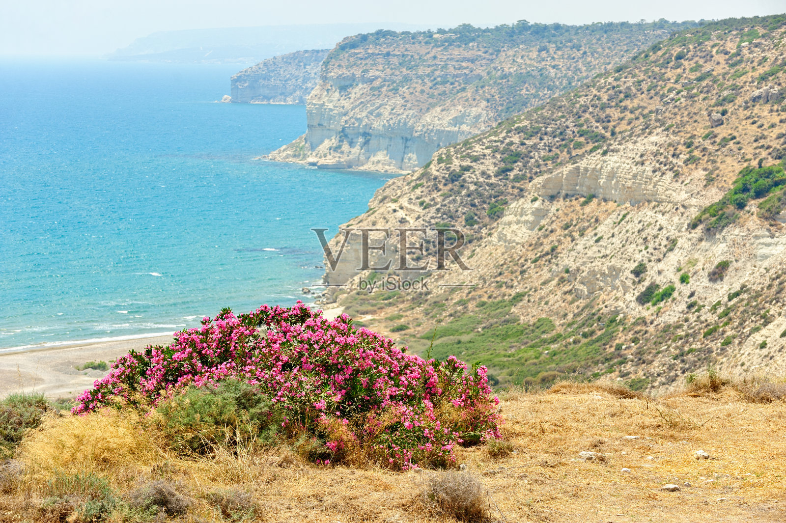 海岸上的花丛照片摄影图片