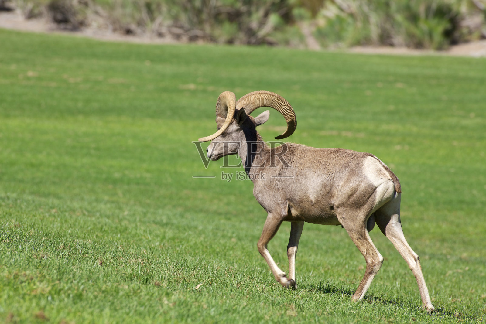 沙漠大角绵羊照片摄影图片
