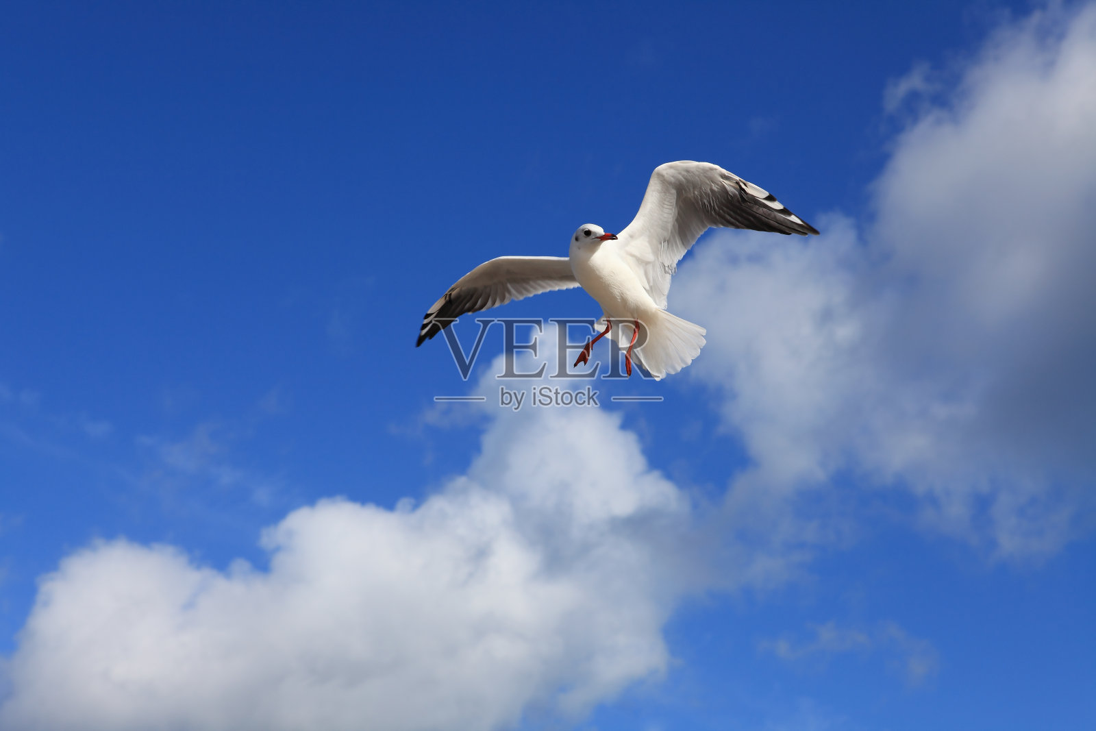 传播你的翅膀照片摄影图片