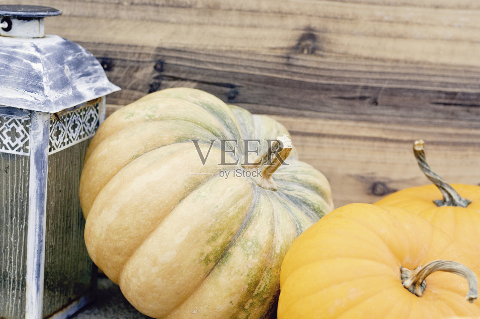 南瓜秋收照片摄影图片