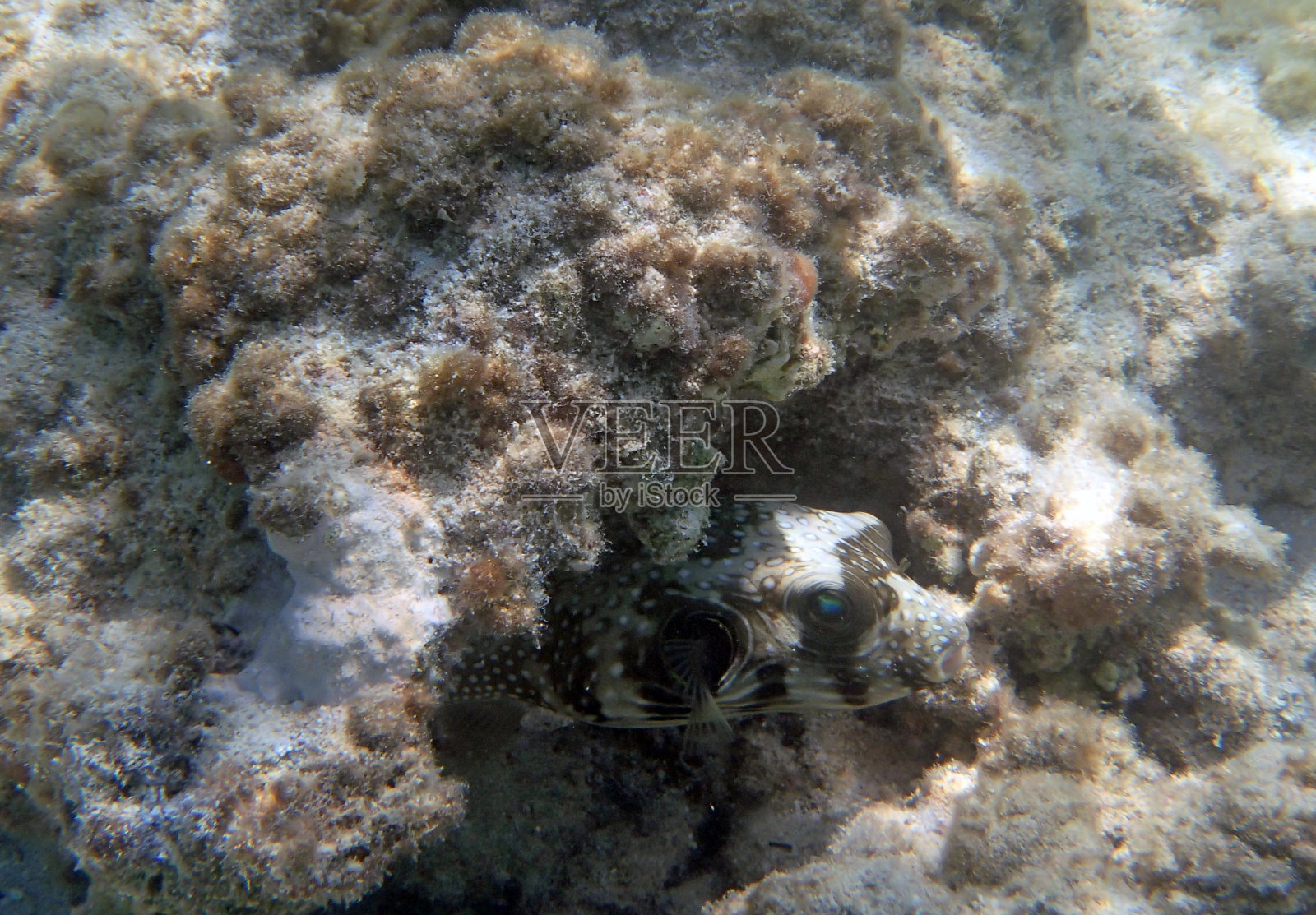 在红海里浮潜照片摄影图片