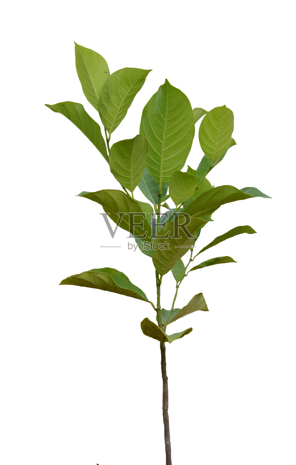 菠萝蜜照片摄影图片