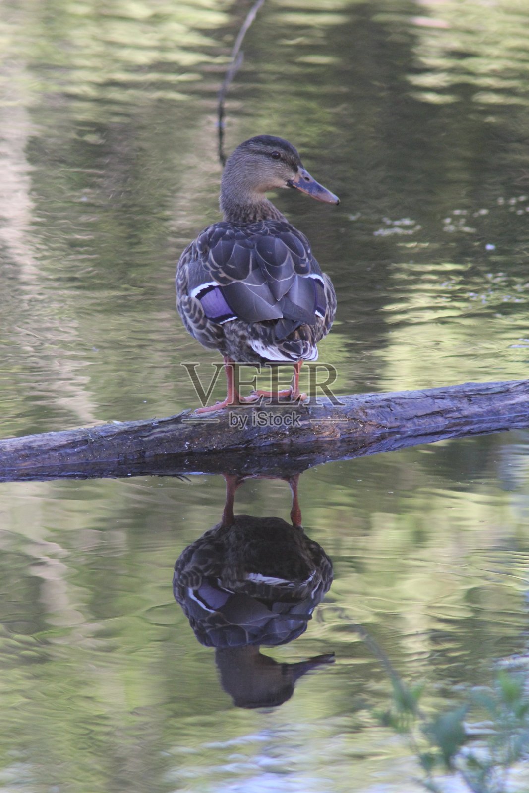 孤独的鸭子反射照片摄影图片