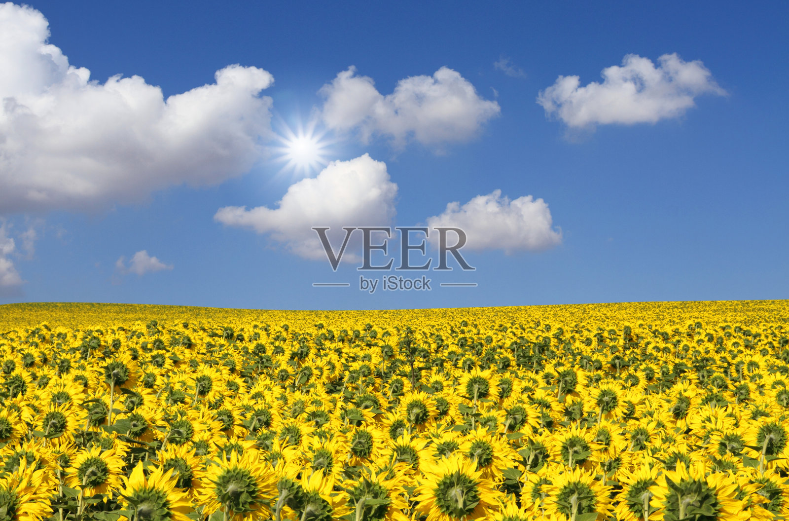 蓝天下的向日葵田照片摄影图片