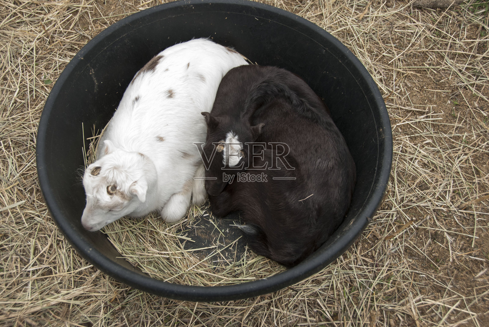 小羊桶照片摄影图片