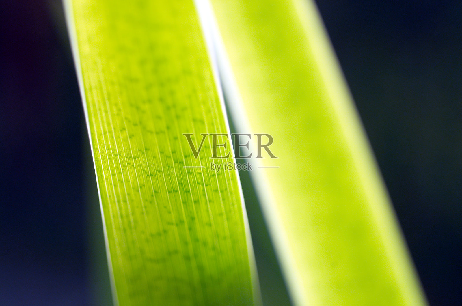 摘要叶模式照片摄影图片