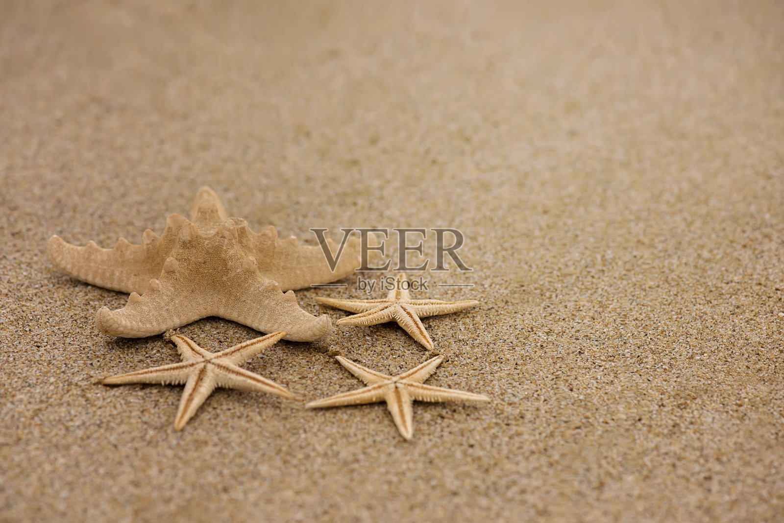 海星在沙滩上照片摄影图片